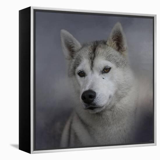 Siberian Husky-Jai Johnson-Framed Premier Image Canvas