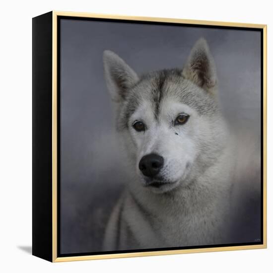 Siberian Husky-Jai Johnson-Framed Premier Image Canvas