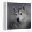 Siberian Husky-Jai Johnson-Framed Premier Image Canvas