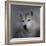 Siberian Husky-Jai Johnson-Framed Giclee Print