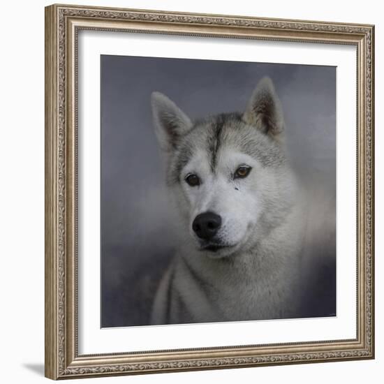 Siberian Husky-Jai Johnson-Framed Giclee Print