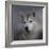 Siberian Husky-Jai Johnson-Framed Giclee Print