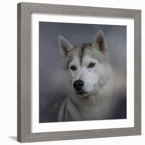 Siberian Husky-Jai Johnson-Framed Giclee Print