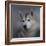 Siberian Husky-Jai Johnson-Framed Giclee Print