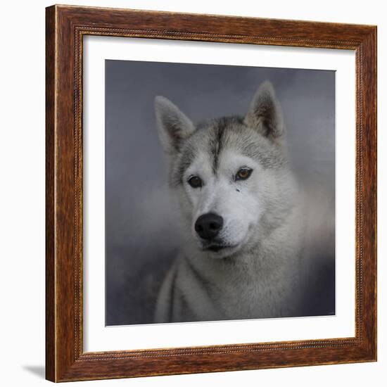 Siberian Husky-Jai Johnson-Framed Giclee Print