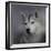 Siberian Husky-Jai Johnson-Framed Giclee Print