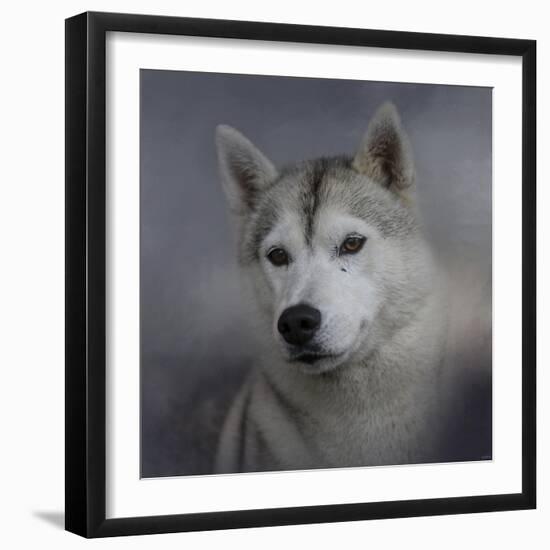 Siberian Husky-Jai Johnson-Framed Giclee Print