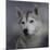 Siberian Husky-Jai Johnson-Mounted Giclee Print