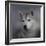 Siberian Husky-Jai Johnson-Framed Giclee Print