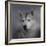 Siberian Husky-Jai Johnson-Framed Giclee Print