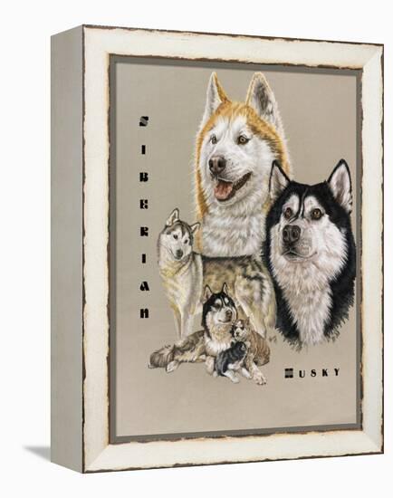 Siberian Husky-Barbara Keith-Framed Premier Image Canvas