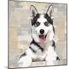 Siberian Husky-Keri Rodgers-Mounted Art Print