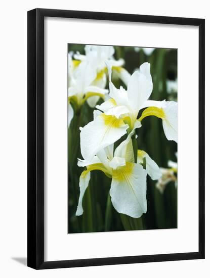 Siberian Iris (Iris 'Dreaming Yellow')-Archie Young-Framed Photographic Print