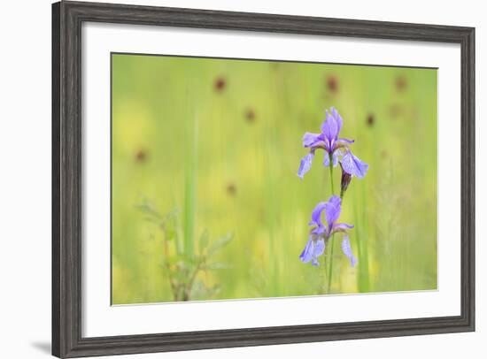 Siberian Iris (Iris Sibirica). Ramsar-Gebiet Ammersee. Upper Bavaria. Germany-Oscar Dominguez-Framed Photographic Print