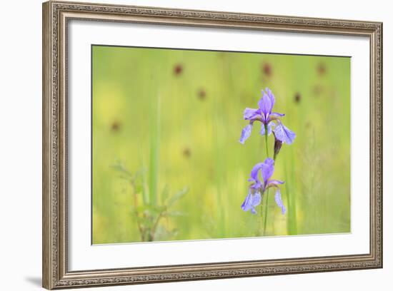 Siberian Iris (Iris Sibirica). Ramsar-Gebiet Ammersee. Upper Bavaria. Germany-Oscar Dominguez-Framed Photographic Print