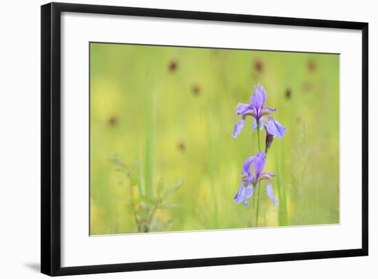 Siberian Iris (Iris Sibirica). Ramsar-Gebiet Ammersee. Upper Bavaria. Germany-Oscar Dominguez-Framed Photographic Print