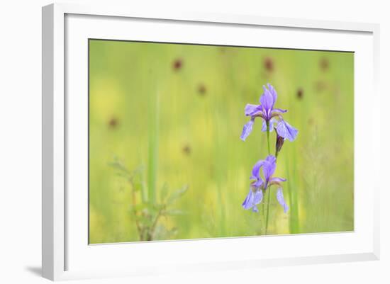 Siberian Iris (Iris Sibirica). Ramsar-Gebiet Ammersee. Upper Bavaria. Germany-Oscar Dominguez-Framed Photographic Print