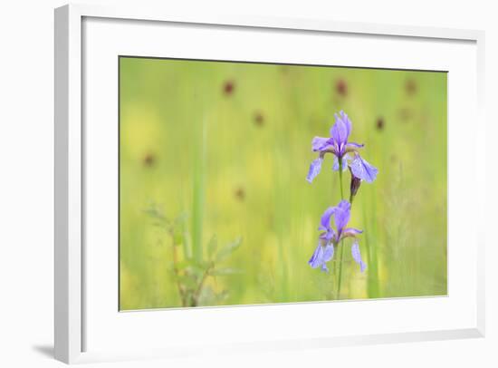 Siberian Iris (Iris Sibirica). Ramsar-Gebiet Ammersee. Upper Bavaria. Germany-Oscar Dominguez-Framed Photographic Print