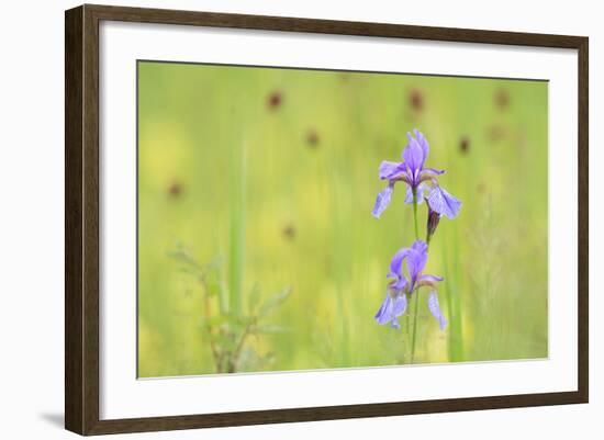 Siberian Iris (Iris Sibirica). Ramsar-Gebiet Ammersee. Upper Bavaria. Germany-Oscar Dominguez-Framed Photographic Print