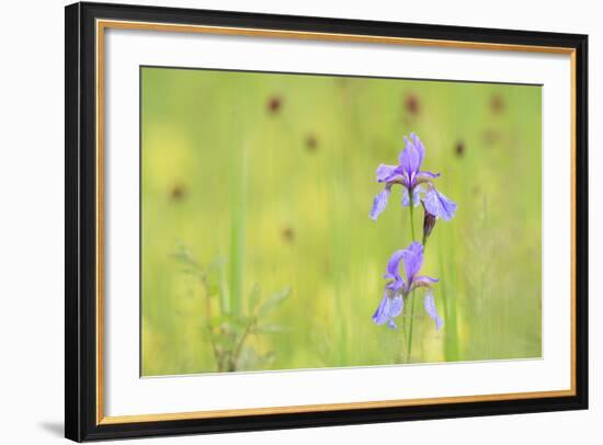 Siberian Iris (Iris Sibirica). Ramsar-Gebiet Ammersee. Upper Bavaria. Germany-Oscar Dominguez-Framed Photographic Print