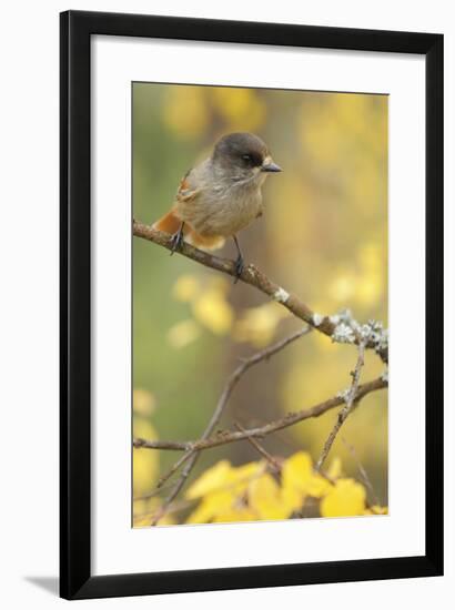 Siberian Jay (Perisoreus Infaustus) Oulanka, Finland, September 2008-Widstrand-Framed Photographic Print