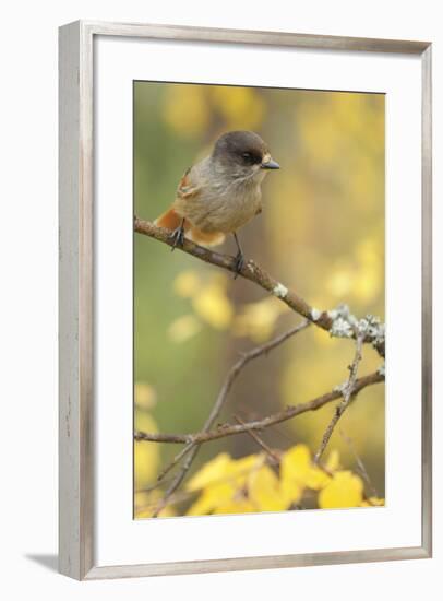 Siberian Jay (Perisoreus Infaustus) Oulanka, Finland, September 2008-Widstrand-Framed Photographic Print