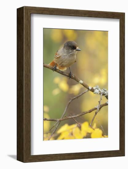 Siberian Jay (Perisoreus Infaustus) Oulanka, Finland, September 2008-Widstrand-Framed Photographic Print