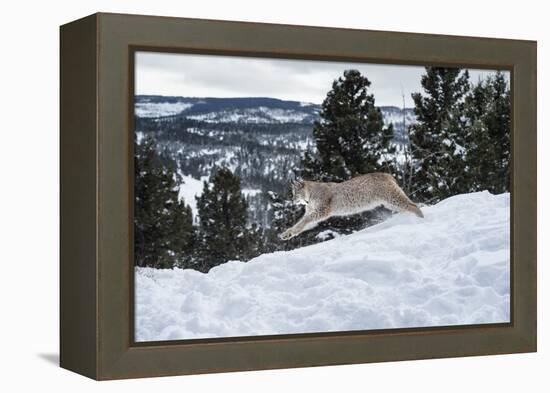 Siberian Lynx (Iberian Lynx) (Lynx Lynx), Montana, United States of America, North America-Janette Hil-Framed Premier Image Canvas