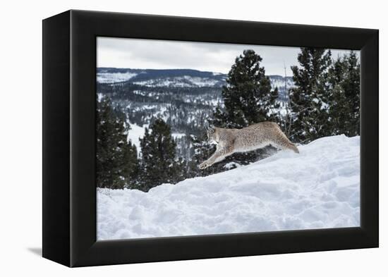 Siberian Lynx (Iberian Lynx) (Lynx Lynx), Montana, United States of America, North America-Janette Hil-Framed Premier Image Canvas