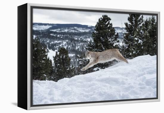 Siberian Lynx (Iberian Lynx) (Lynx Lynx), Montana, United States of America, North America-Janette Hil-Framed Premier Image Canvas