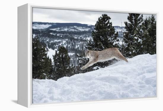 Siberian Lynx (Iberian Lynx) (Lynx Lynx), Montana, United States of America, North America-Janette Hil-Framed Premier Image Canvas