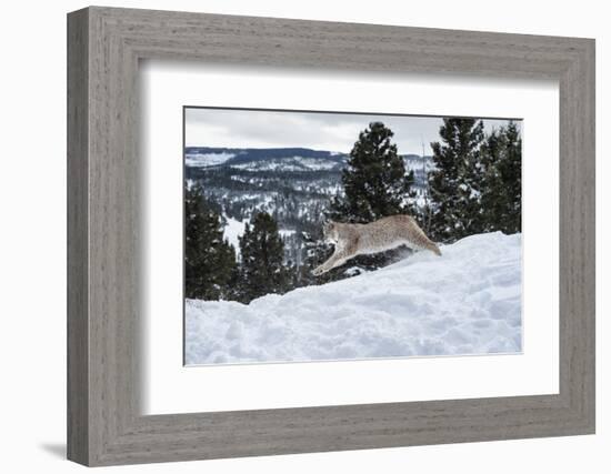 Siberian Lynx (Iberian Lynx) (Lynx Lynx), Montana, United States of America, North America-Janette Hil-Framed Photographic Print