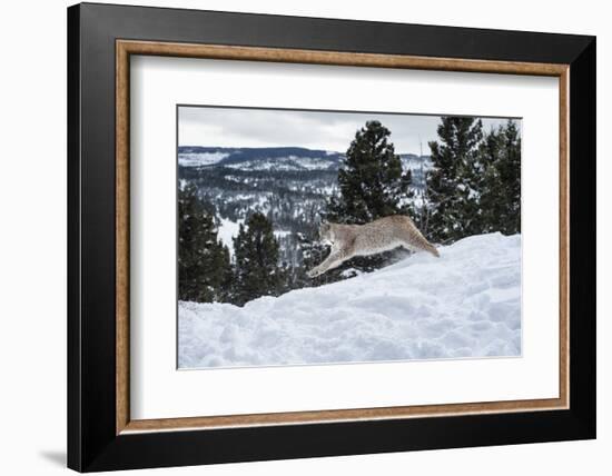 Siberian Lynx (Iberian Lynx) (Lynx Lynx), Montana, United States of America, North America-Janette Hil-Framed Photographic Print