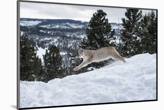 Siberian Lynx (Iberian Lynx) (Lynx Lynx), Montana, United States of America, North America-Janette Hil-Mounted Photographic Print