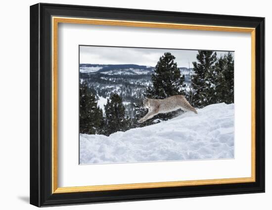 Siberian Lynx (Iberian Lynx) (Lynx Lynx), Montana, United States of America, North America-Janette Hil-Framed Photographic Print