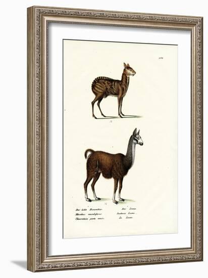 Siberian Musk Deer, 1824-Karl Joseph Brodtmann-Framed Giclee Print