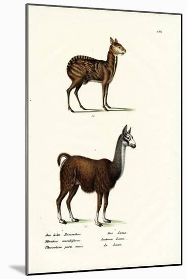 Siberian Musk Deer, 1824-Karl Joseph Brodtmann-Mounted Giclee Print
