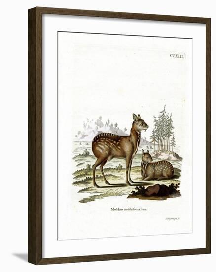 Siberian Musk Deer-null-Framed Giclee Print