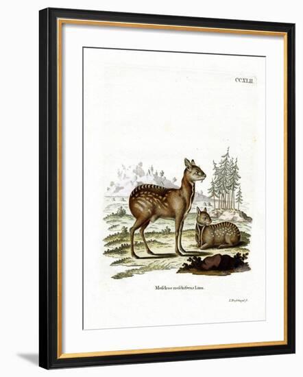 Siberian Musk Deer-null-Framed Giclee Print