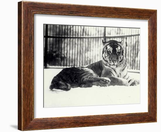 Siberian or Amur Tiger ''Moloch'' on Snow at London Zoo-Frederick William Bond-Framed Photographic Print