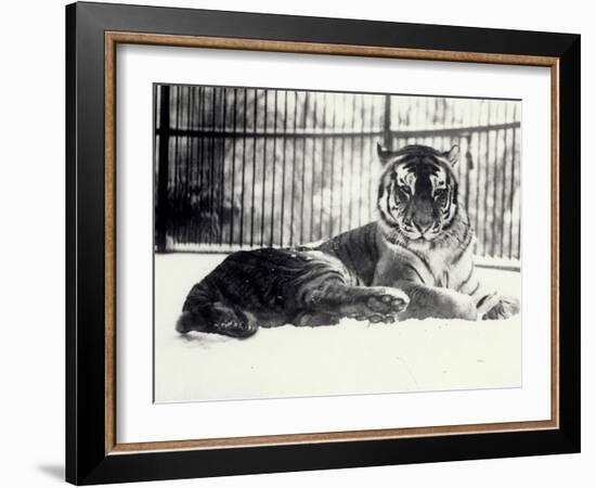 Siberian or Amur Tiger ''Moloch'' on Snow at London Zoo-Frederick William Bond-Framed Photographic Print