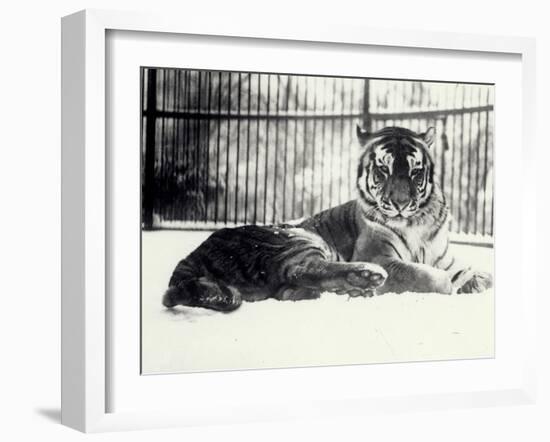 Siberian or Amur Tiger ''Moloch'' on Snow at London Zoo-Frederick William Bond-Framed Photographic Print