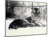 Siberian or Amur Tiger ''Moloch'' on Snow at London Zoo-Frederick William Bond-Mounted Photographic Print