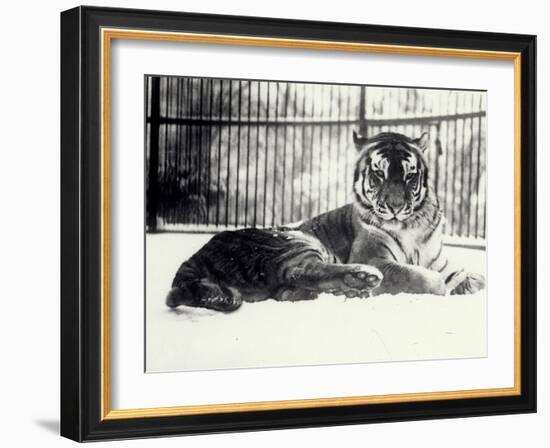 Siberian or Amur Tiger ''Moloch'' on Snow at London Zoo-Frederick William Bond-Framed Photographic Print