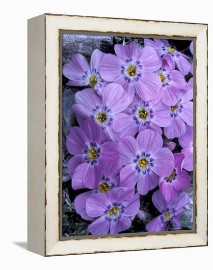 Siberian Phlox on Alpine Ridge, Brooks Range, Alaska National Wildlife Refuge, Alaska, USA-Hugh Rose-Framed Premier Image Canvas