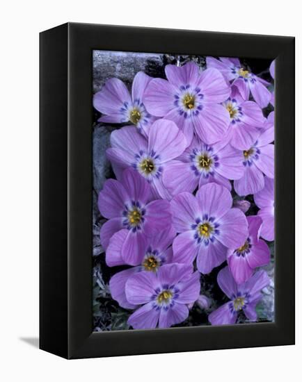 Siberian Phlox on Alpine Ridge, Brooks Range, Alaska National Wildlife Refuge, Alaska, USA-Hugh Rose-Framed Premier Image Canvas