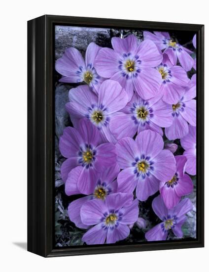 Siberian Phlox on Alpine Ridge, Brooks Range, Alaska National Wildlife Refuge, Alaska, USA-Hugh Rose-Framed Premier Image Canvas