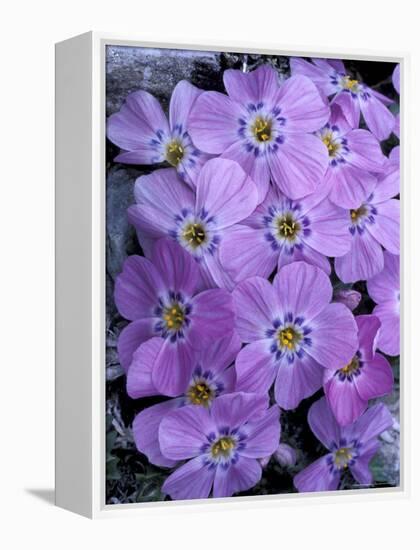 Siberian Phlox on Alpine Ridge, Brooks Range, Alaska National Wildlife Refuge, Alaska, USA-Hugh Rose-Framed Premier Image Canvas