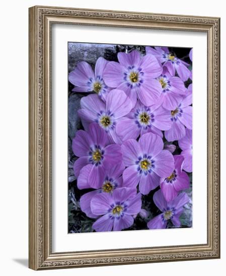 Siberian Phlox on Alpine Ridge, Brooks Range, Alaska National Wildlife Refuge, Alaska, USA-Hugh Rose-Framed Photographic Print