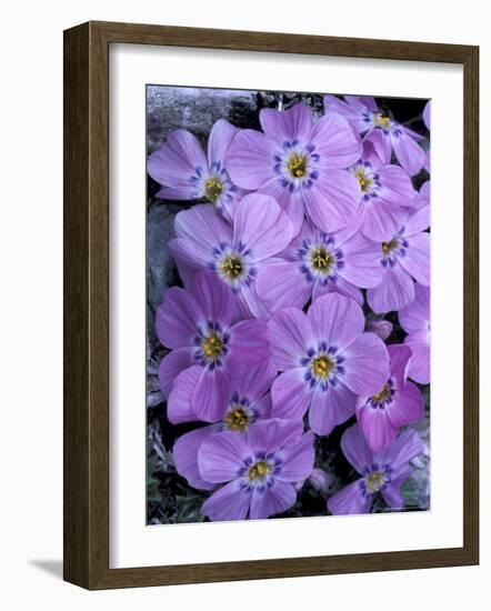 Siberian Phlox on Alpine Ridge, Brooks Range, Alaska National Wildlife Refuge, Alaska, USA-Hugh Rose-Framed Photographic Print